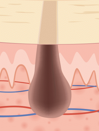 男性ホルモンによる成長抑制