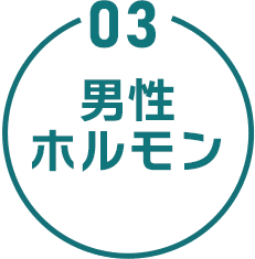 03 男性ホルモン